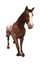 horse-frame3