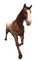 horse-frame6